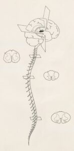 A healthcare educator shows a diagram of the human nervous system to a group of adults in a classroom setting.